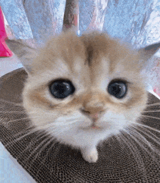 Cat Smile GIF