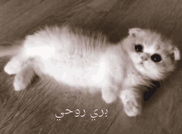 Cat GIF