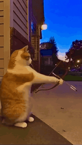Cat Sniper Cat Attack GIF. This 283 x 498 animated GIF is part of our arrow collection. Related themes include cat attack. Created by sevenfor. View the…