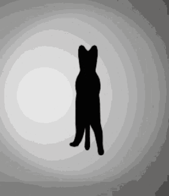 Cat Speen Cat GIF
