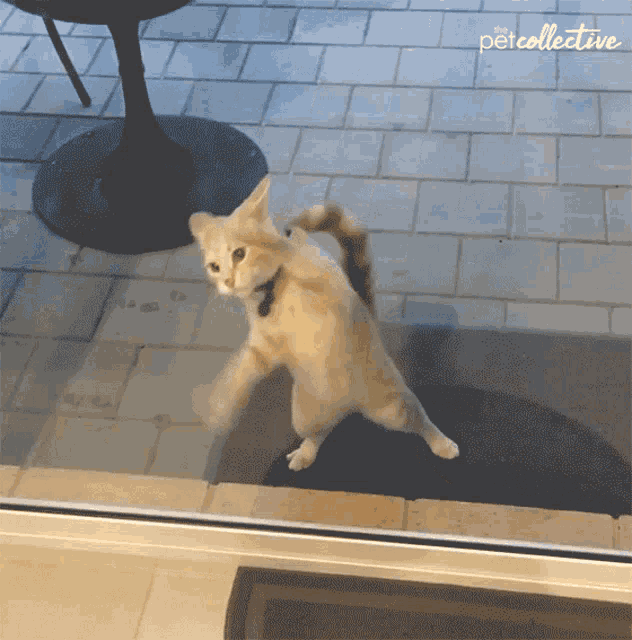 Cat Standing GIF
