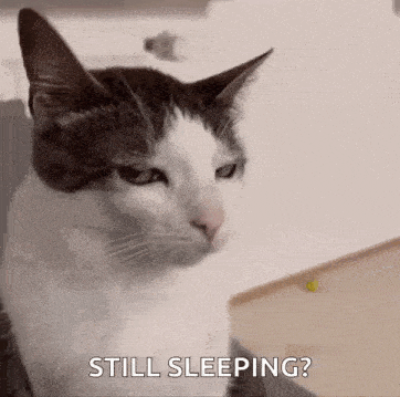 Cat Stare Angry Cat GIF
