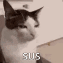 Cat Stare Catstare GIF