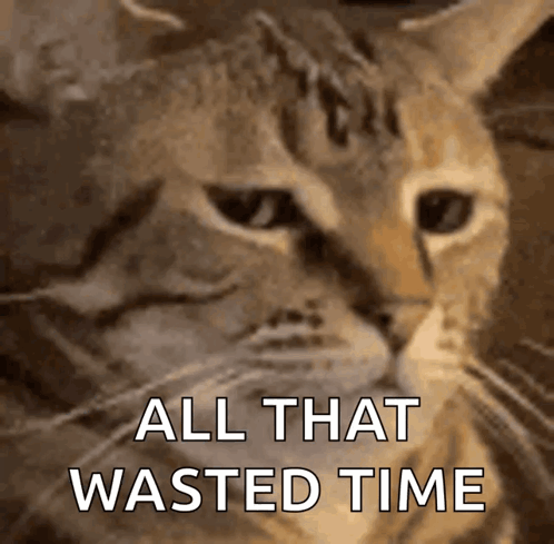 Cat Stare GIF