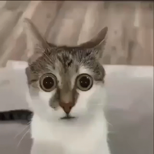 Cat Stare Guilty GIF. This 498 x 498 animated GIF is part of our olhar 43 collection. Related themes include funny cat. Created by MrMcSchfin. View the…