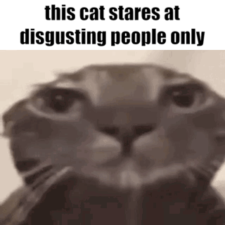 Cat Stare GIF