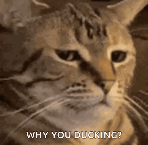 Cat Stare GIF