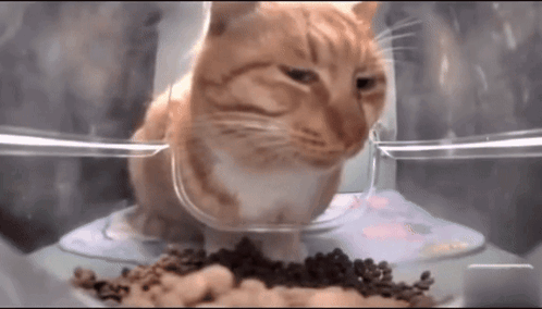 Cat Stare GIF