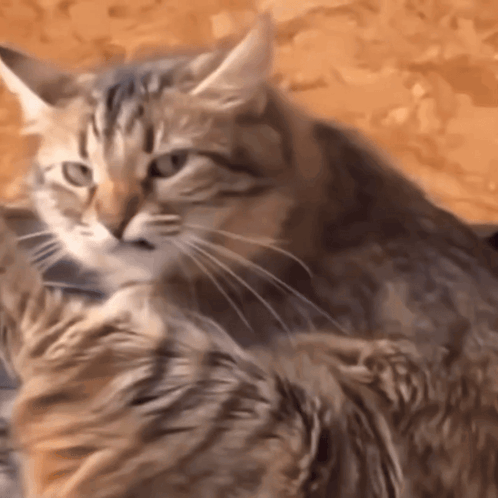 Cat Stinkeye GIF