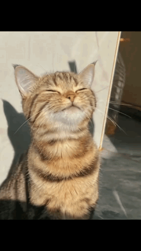 Cat Sun GIF. This 281 x 498 animated GIF is part of our sun collection. Related themes include cat, happy, smile. Created by HanaHatake. View the original…