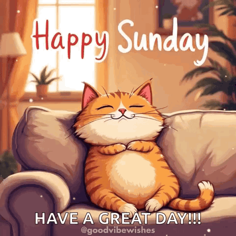 Cat Sunday GIF
