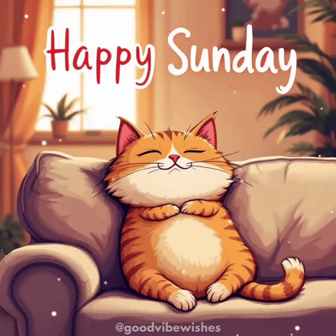 Cat Sunday GIF