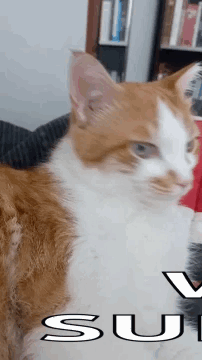 Cat Surprised Cat GIF. This 202 x 360 animated GIF is part of our su collection. Related themes include cat, shocked, surprised. Created by realmamakesha…