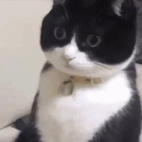 Cat Surprised Stare Cat Stare GIF