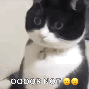 Cat Surprised Surprised Cat Stare GIF
