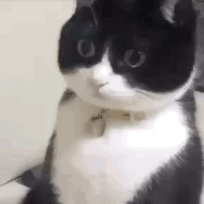 Cat Surprised Surprised Cat Stare GIF