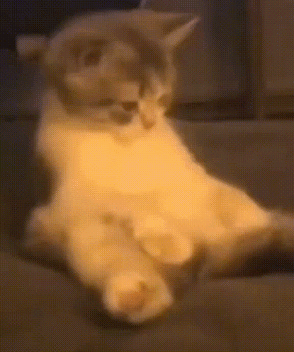 Cat Tail GIF. This 415 x 498 animated GIF is part of our su collection. Created by mrbmw31. View the original animation, share it, or browse related GIFs.