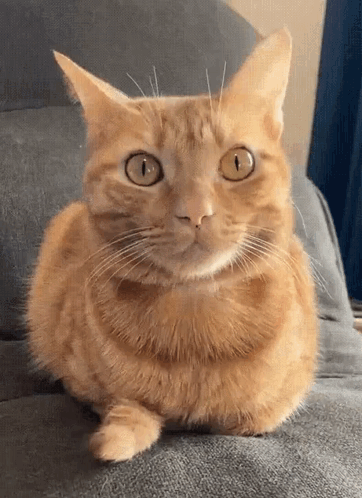 Cat Tail GIF
