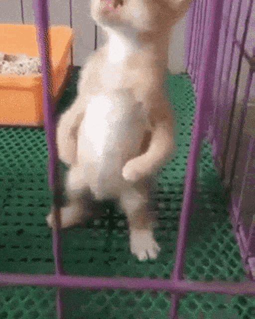 Cat Talking Cat Cat Talking Meme Speed Up Cat Funny GIF
