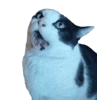 Cat The Pet Collective Sticker