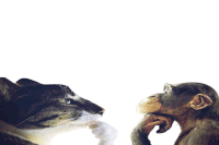 Cat Thinking Monkey Thinking Sticker