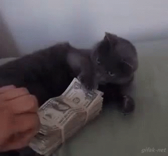 Cat This Is Mine GIF