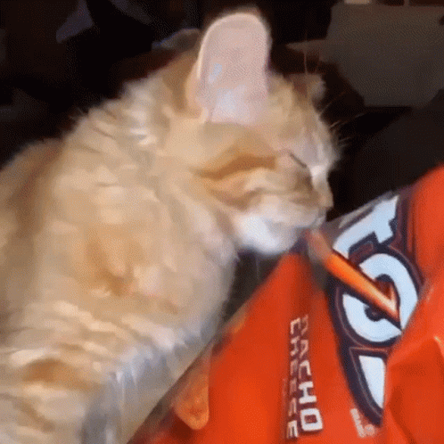 Cat This Is Silvanas Cat GIF