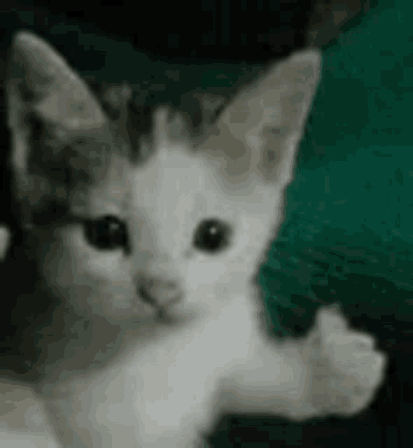Cat Thumbs Up Meme