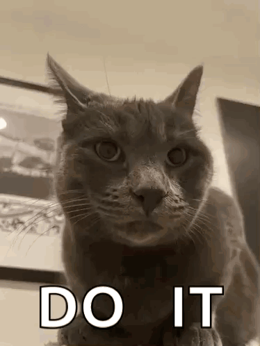 Cat Thumbs Up GIF