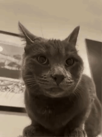 Cat Thumbs Up GIF