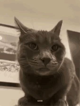 Cat Thumbs Up GIF