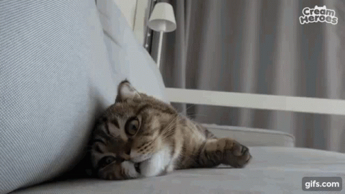Cat Thunder GIF. This 498 x 280 animated GIF is part of our lustiges gewitter collection. Related themes include cat, funny, surprised. Created by aWeyk…