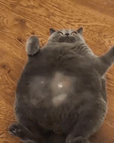 Cat Tickle Chuddyfan GIF