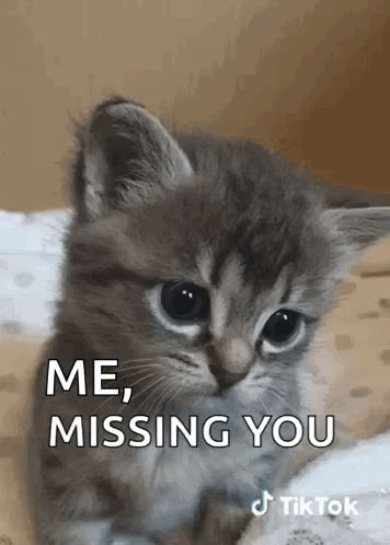 Cat Tiktok GIF