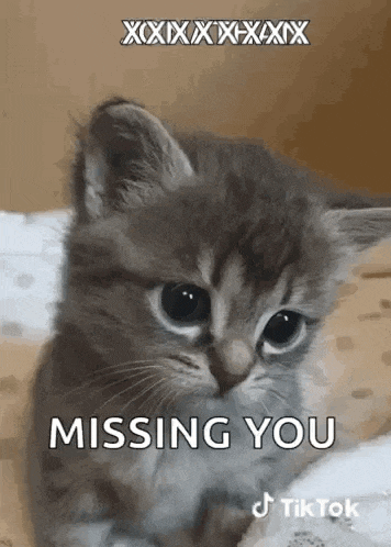 Cat Tiktok GIF
