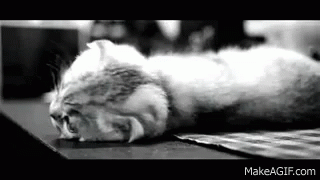 Cat Tilt GIF. This 320 x 180 animated GIF is part of our shaft head tilt collection. Related themes include cat. Created by Adamon. View the original…