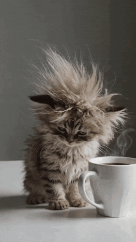 Cat Tired GIF