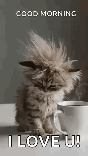 Cat Tired GIF