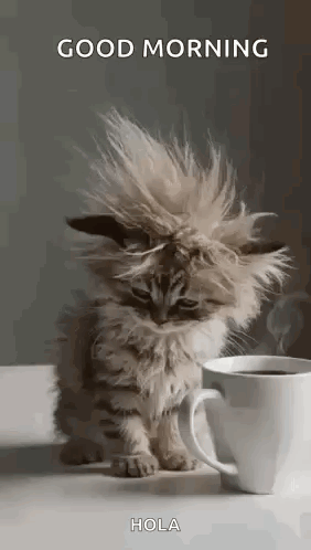 Cat Tired GIF