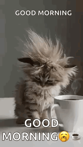 Cat Tired GIF