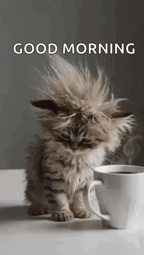 Cat Tired GIF