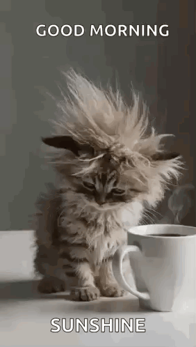 Cat Tired GIF
