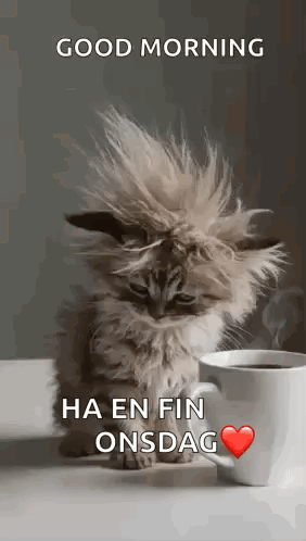 Cat Tired GIF