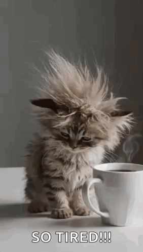 Cat Tired GIF