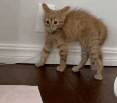 Cat Tomato GIF