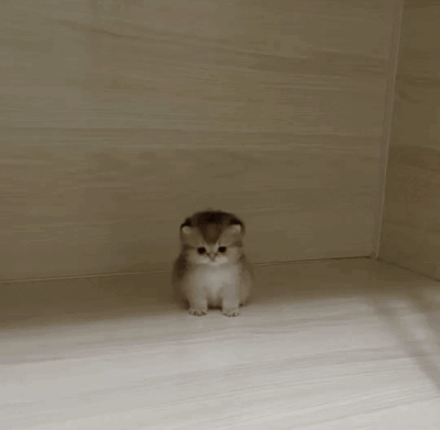 Cat Tomato GIF