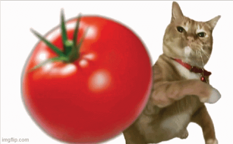 Cat Tomato GIF