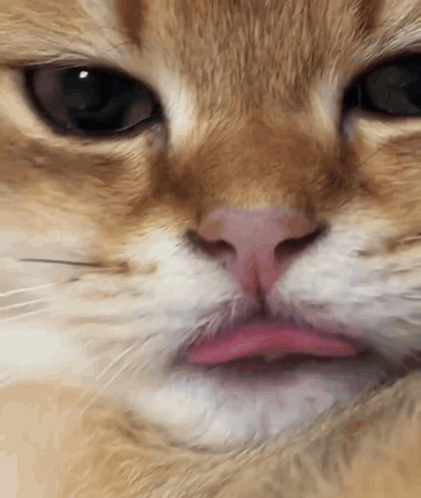 Cat Tongue Cat Tongue Flick GIF
