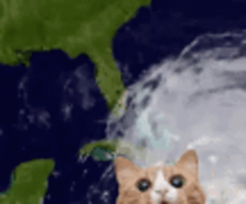 Cat Tornado GIF