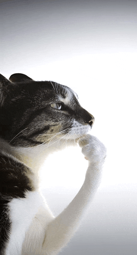 Cat Ts Pmo Meme